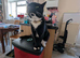 3x cats, cat tree 3x litter