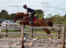 16hh Arko x Newmarket Venture 4 year old Gelding