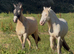 14.2 6yr old cremello cob mare