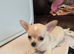 Chihuahua for sale