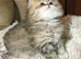 Pedigree persian kittens, white and chinchilla, goldenchinchilla