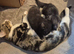 Last 2 females kittens 8 weeks old