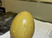 Copper maran and olive egger chicks