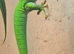 Lovely Male Day Gecko.