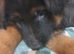 German shepherd puppies 8 weeks 12/09/2026
