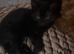 male kitten born 2026 Tuxedo