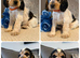 Kc registered show type cocker pups