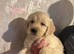 F1 B Golden doodles (medium size)