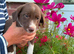 Cocker Spaniel x Border Collie puppies