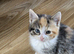 Kittens looking for new home