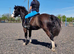 12.2 4year old mare