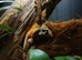 Crested gecko, collection only