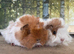 Guinea pig sows/girls