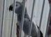 Female African grey Glasgow