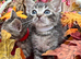 RAGDOLL CROSS KITTENS