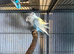 Pair of lovebirds