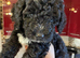 Beautiful Cockapoo puppies ready to go