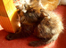 Kittens for sale waiting for there forever homes