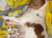 Cavalier puppies - KC reg parents