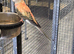 Beautiful Rosa Bourke’s Parakeet Pair – Healthy Birds