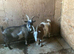 Pygmy goats