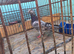 Tippler pigeon for sale