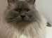 Stud only not for sale - Ragdoll