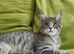 Maine coon kittens