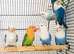 Beautiful young lovebirds for sale.