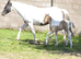 American Paint Mare 2 in 1 Package!
