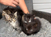 6 little kittens looking for a loving home