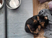 Patterdale lakeland terrier