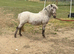 Registered Fellabella in foal