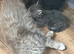 Maine coone/ British shorthair kittens