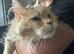 Maine Coon Adult Female