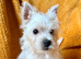 West highland terrier