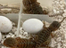 Tony baby bearded dragons