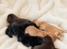 Cocker spaniel puppies