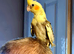 Beautiful handfed cockatiel