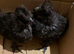 Silkie cross chicks