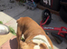 Whizz  pocket bully 5 years old