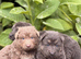 KC Registered Isabella, Blue & Tan German Shepherd Puppies