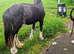2 year old mini cob gelding