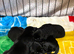 Beautiful Labrador Puppies for sale