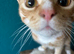 Beautiful white cat and ginger cat for rehoming