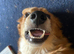 7 month Collie x Welsh Sheep Dog Looking for Forever Home