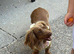 Longhaired miniature dachshund