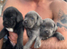 Cane corso top blood lines