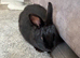 2 female rabbits