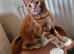 Amiable kittens, ginger tabby&bengal mix boy + Tortie bengal&main coon mix girl